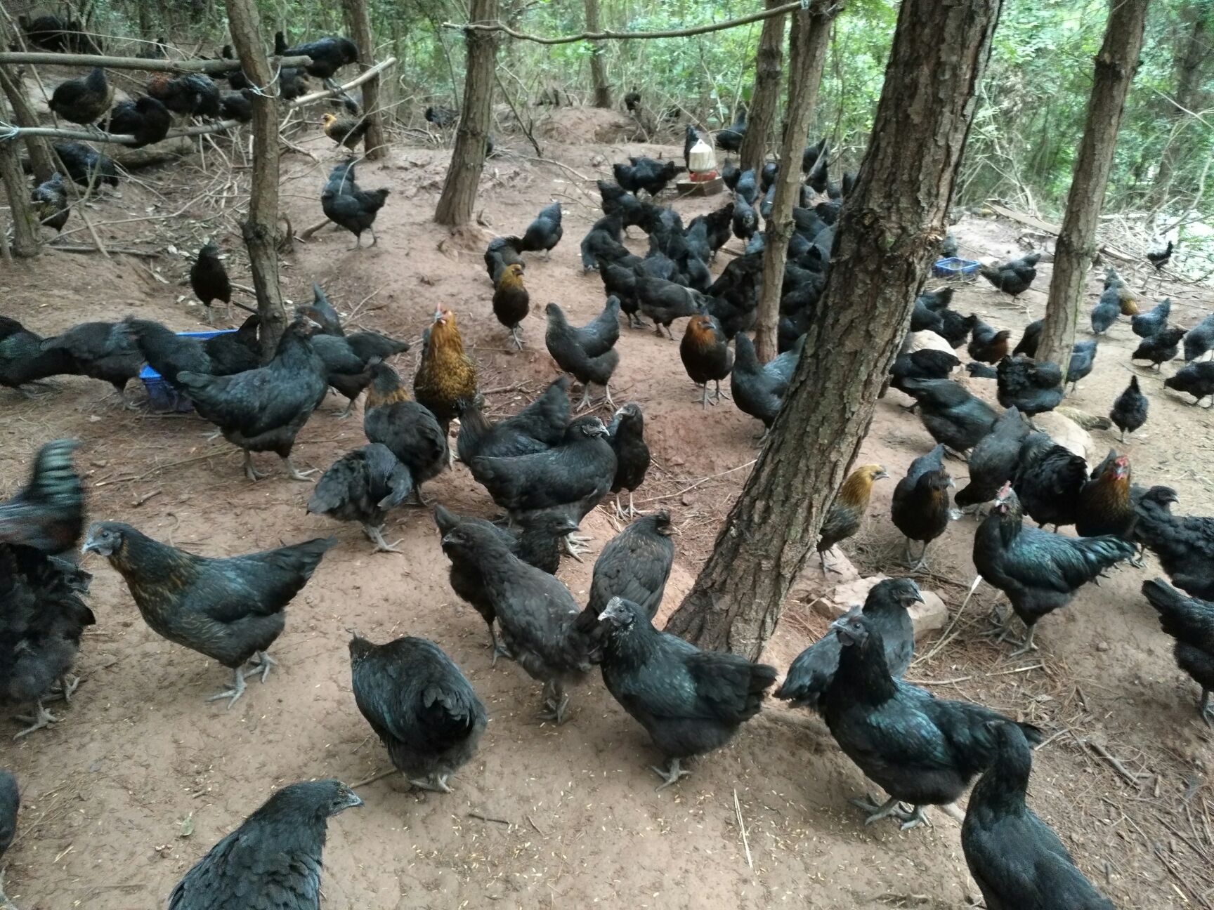 品种名:土鸡          松林山顶,基地300亩,松林虫草为食,五