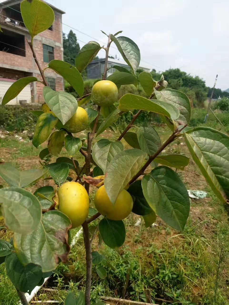 大秋甜柿苗 脆甜柿 鲜食口感脆甜