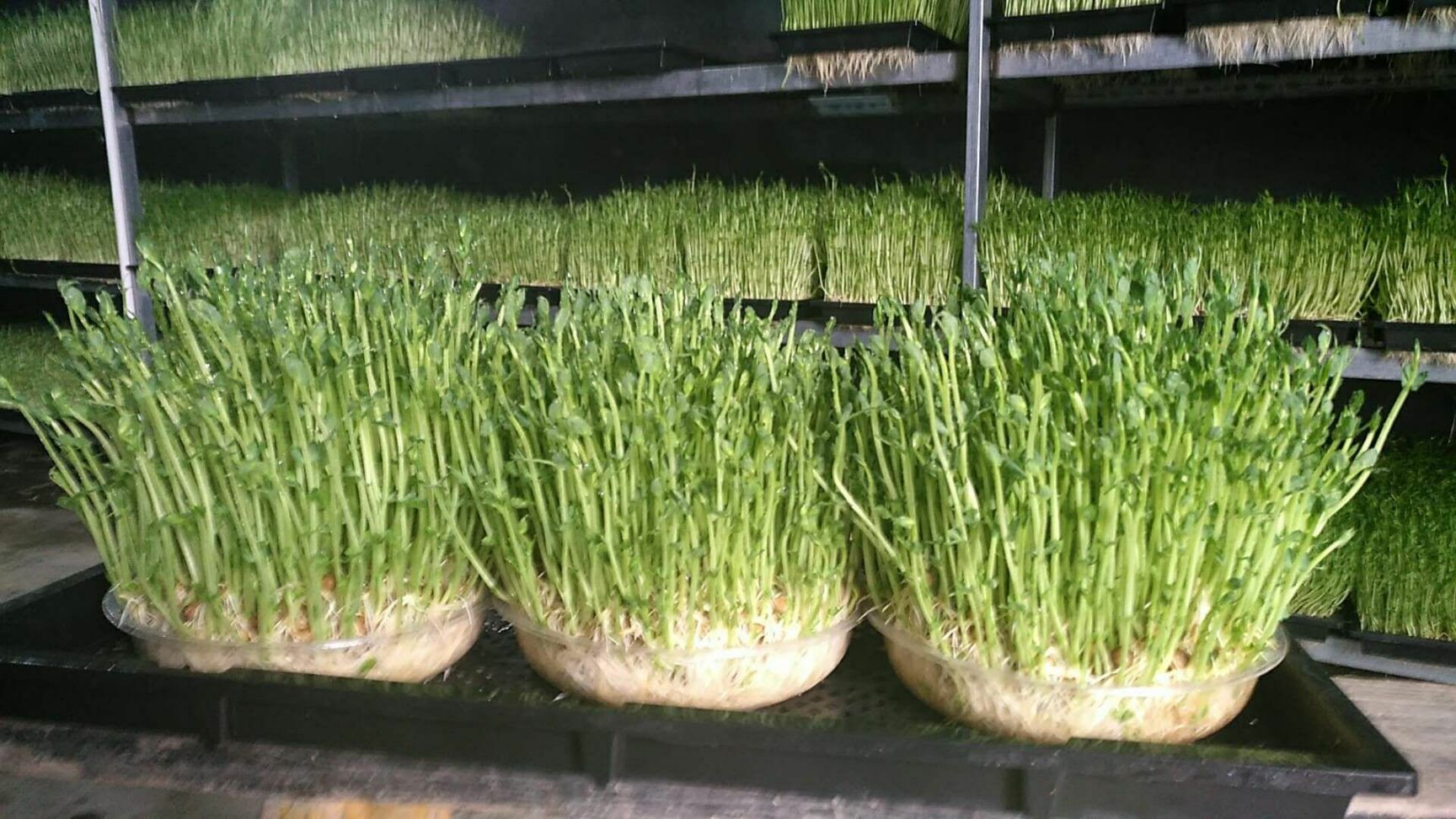 花生芽 人工种植 10-15cm