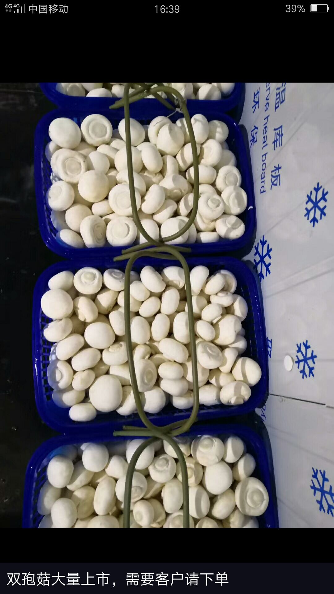 双孢菇 2cm以下 未开伞 厚盖菇