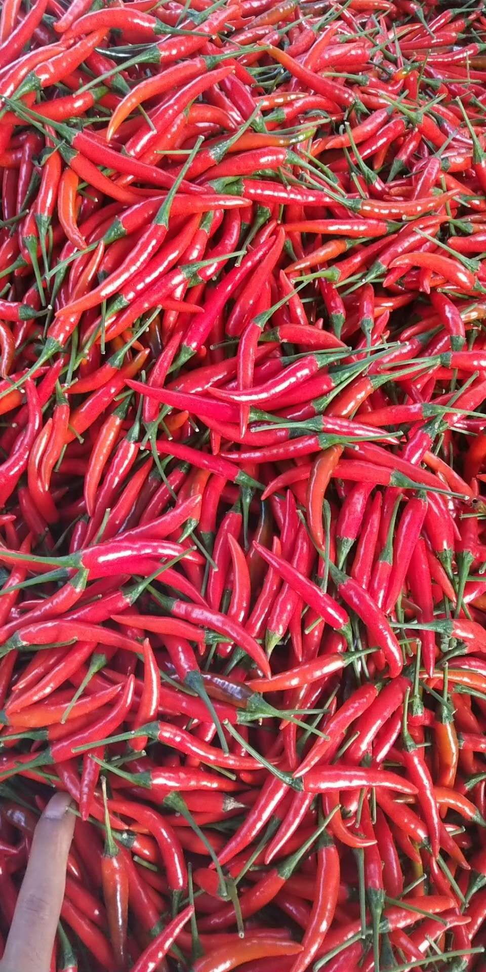 海南5~10cm小米椒
