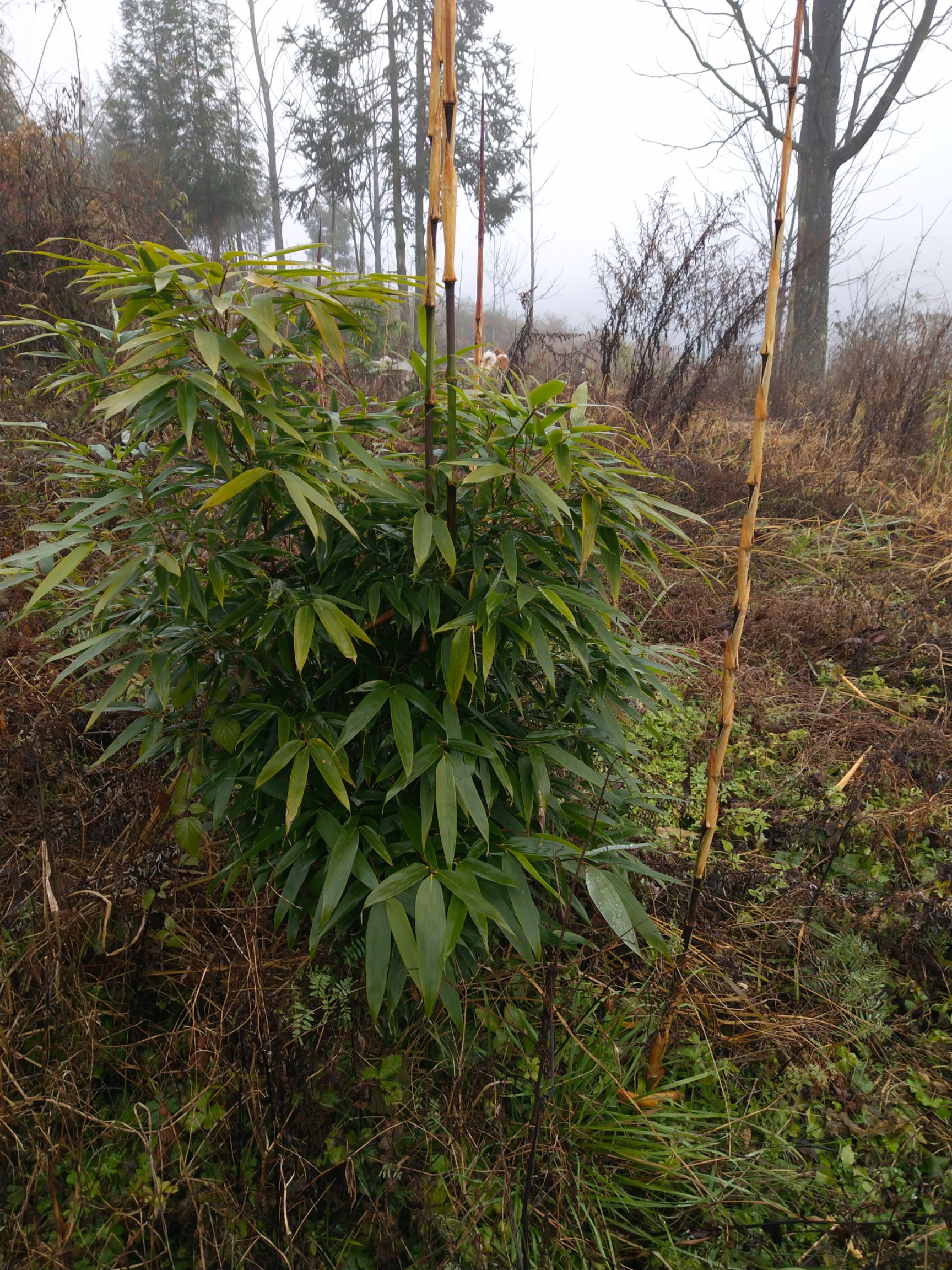 方竹苗