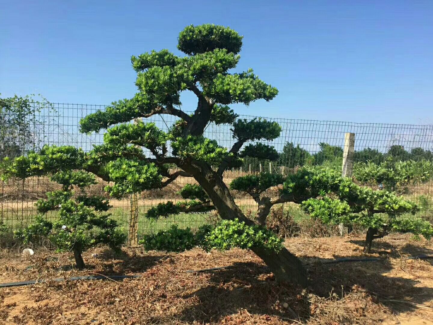 湖南长沙浏阳市罗汉松