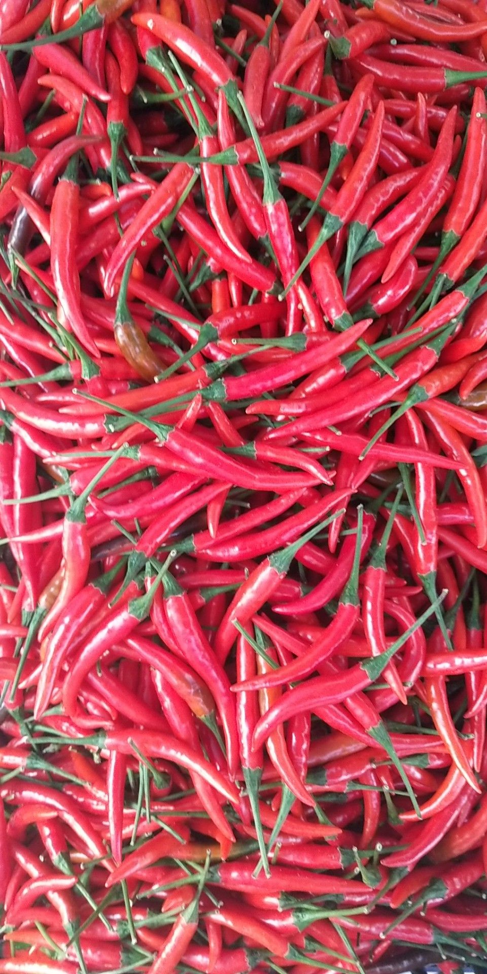 海南5~10cm小米椒