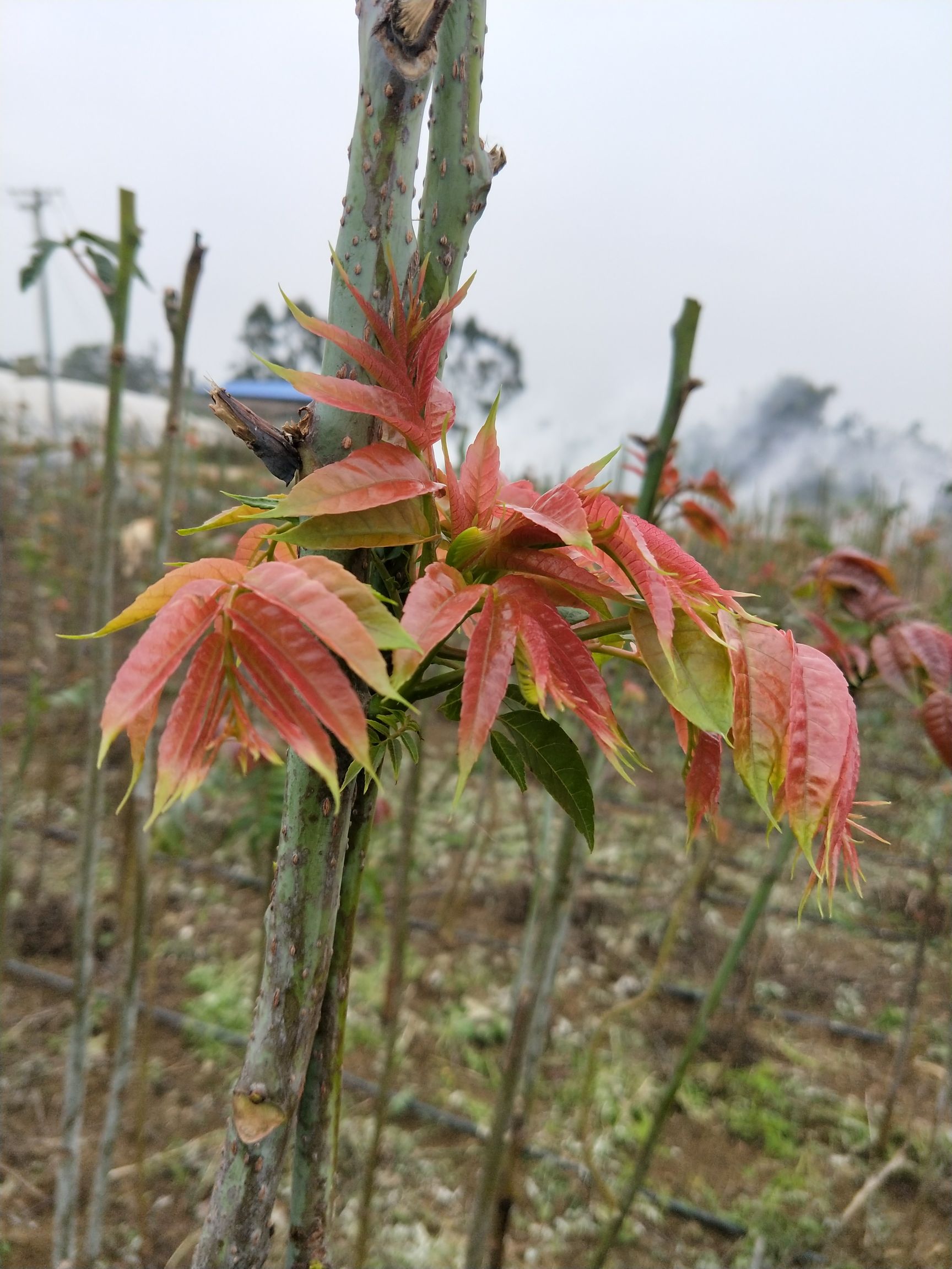 红香椿芽 12cm以上