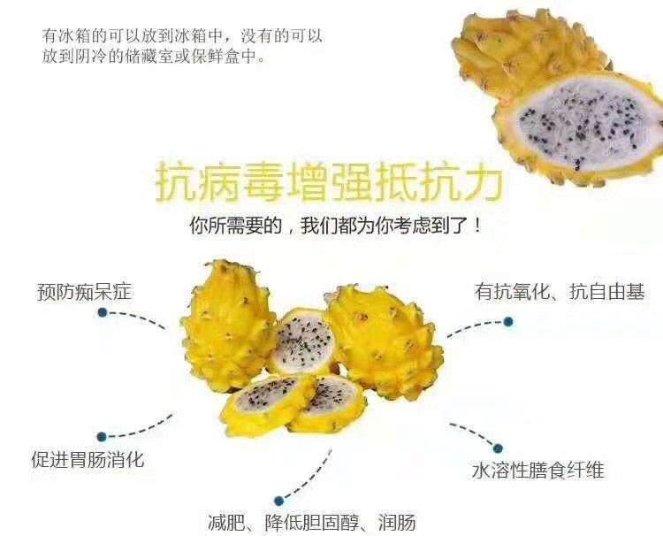 燕窝火龙果苗 火龙果苗 红心火龙果苗