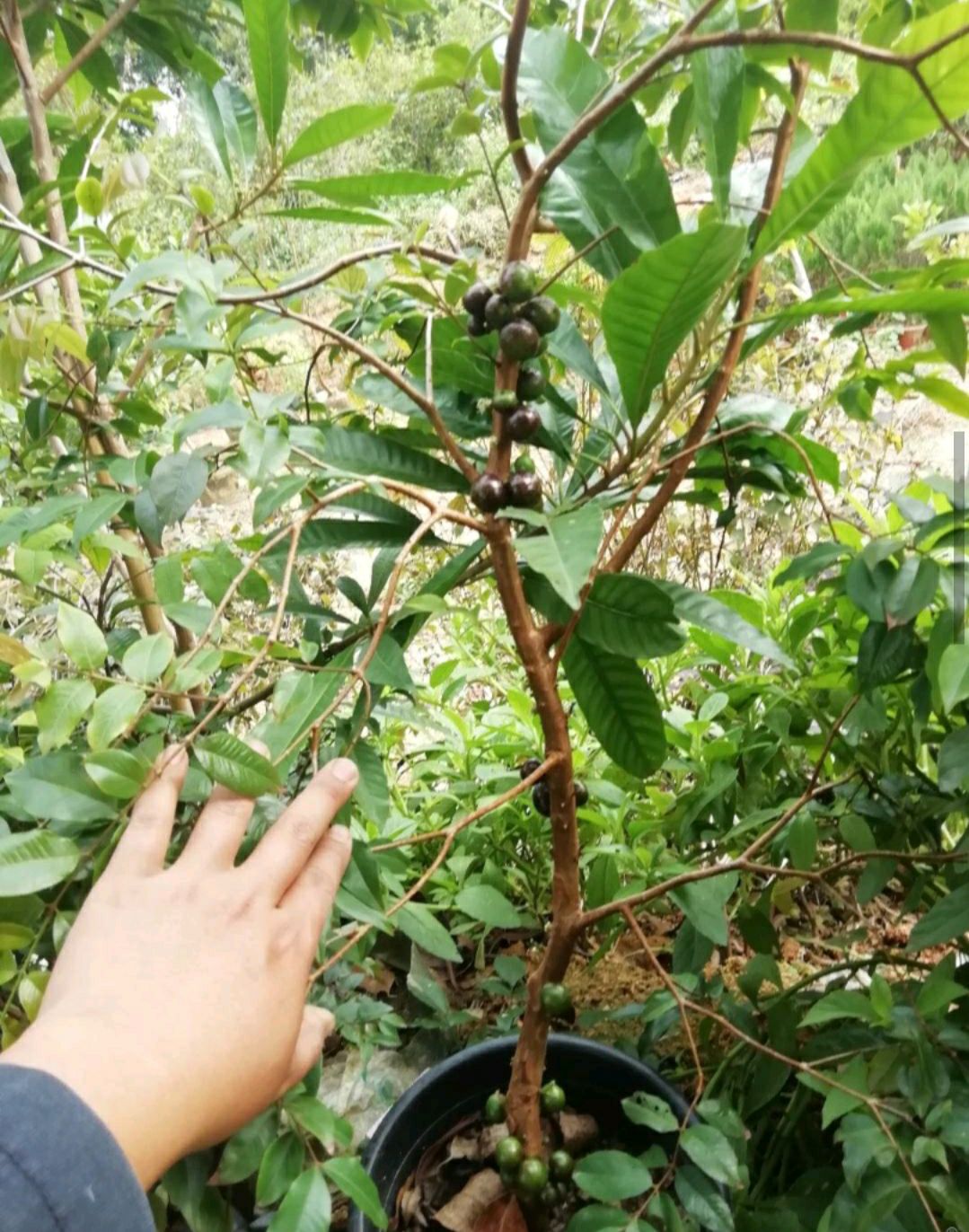 [嘉宝果苗批发]树葡萄苗 带营养杯发货的!价格30元/株