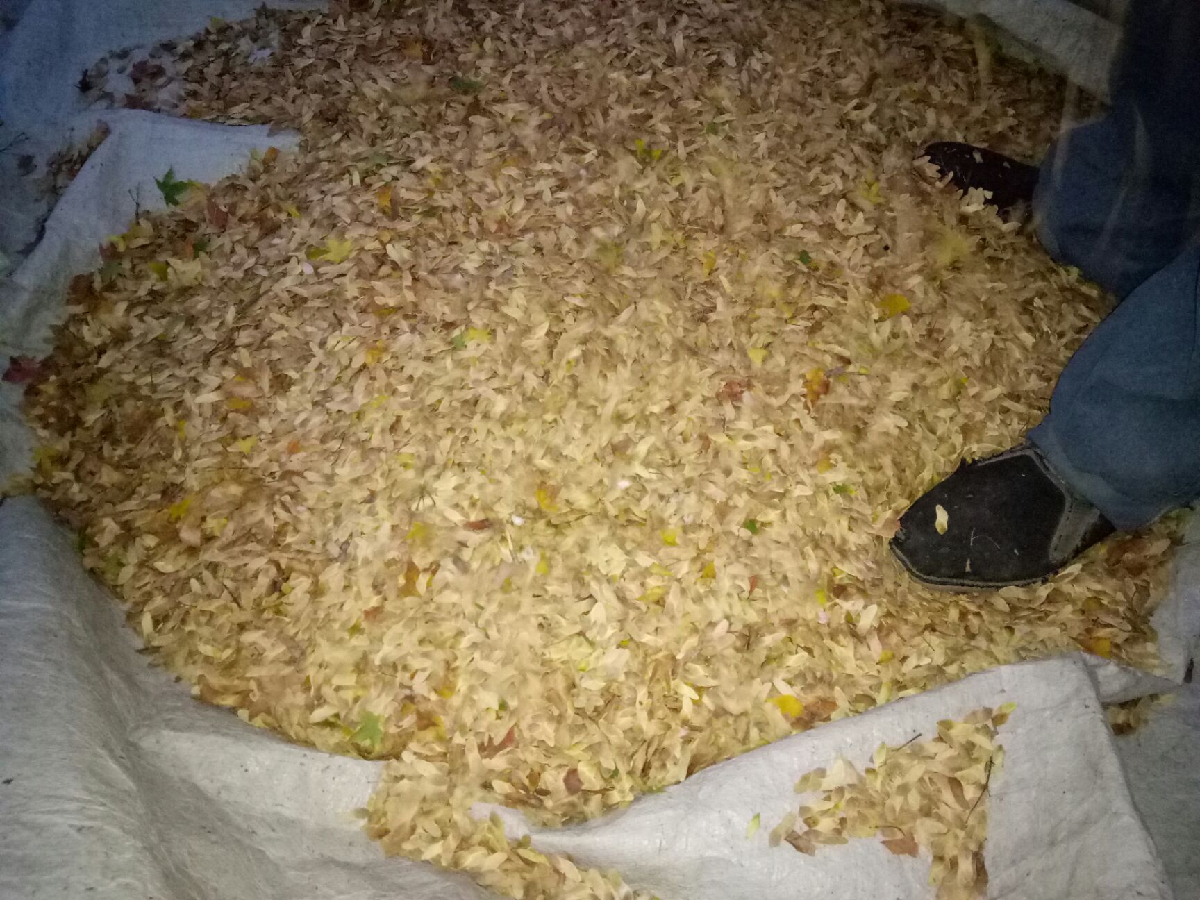 枫树种子