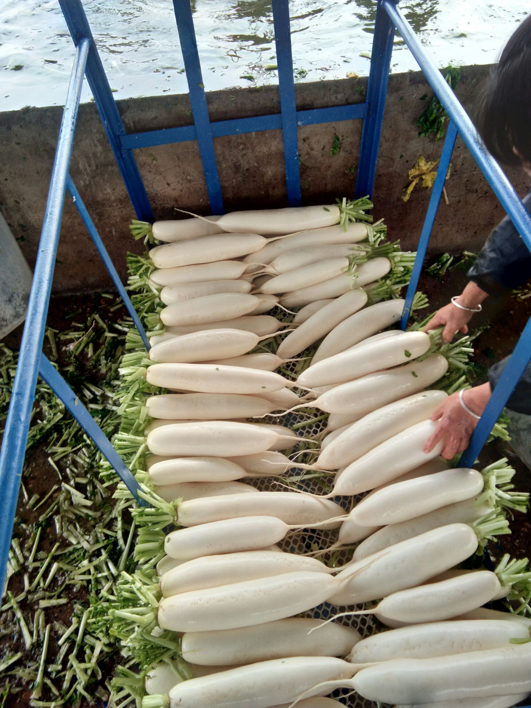 供应大厅  蔬菜 萝卜  商品详情  产区,种植基地介绍: 位于四川遂宁