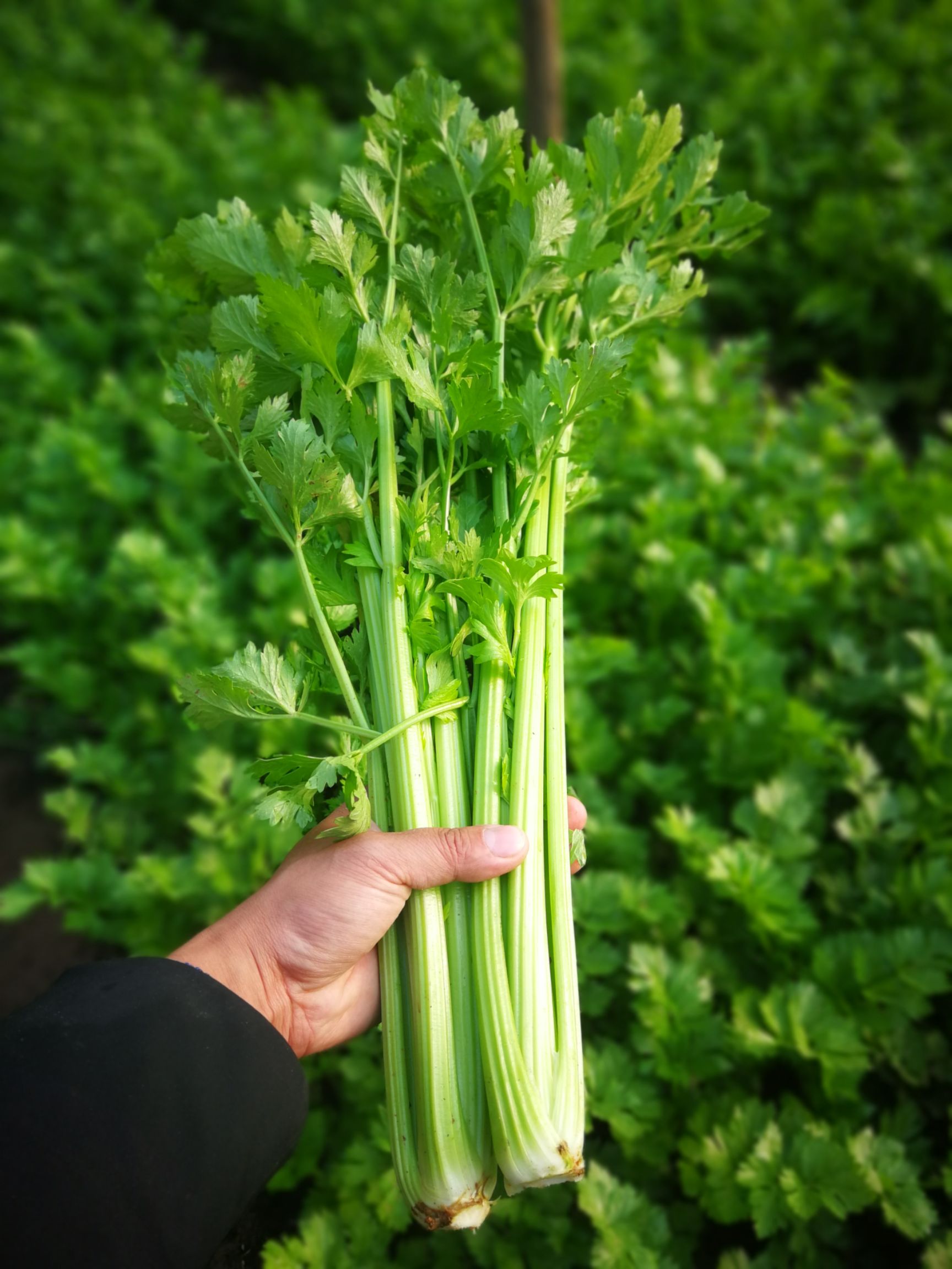 法国皇后芹菜 50~55cm 0.5斤以下 大棚种植