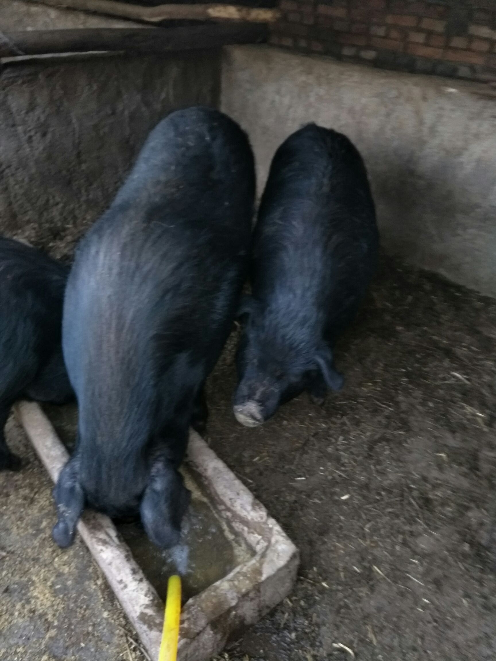 生态土黑毛猪 160-200斤