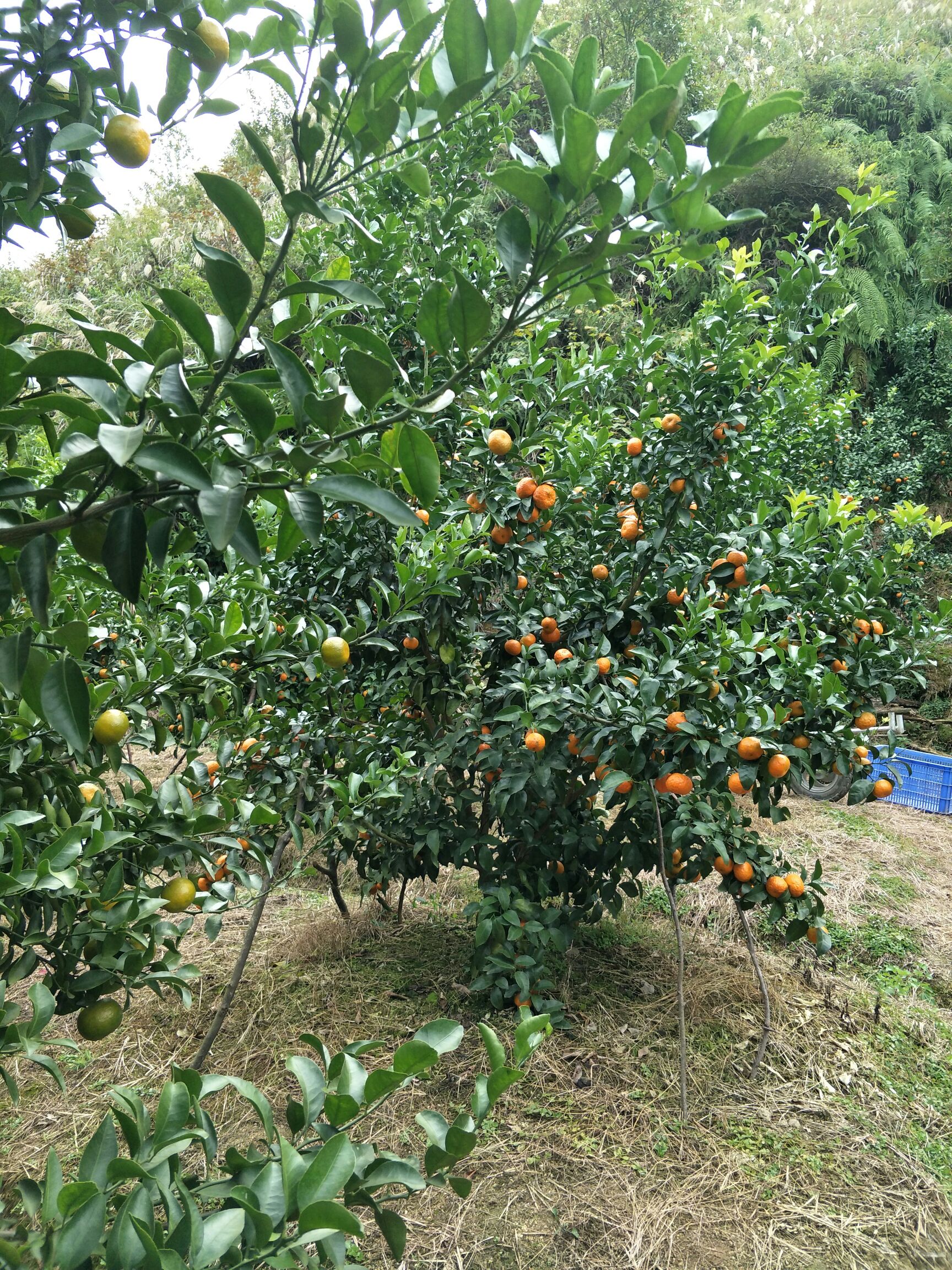 品种名:沙糖桔          正宗沙糖桔,欢迎参观,询价 可以