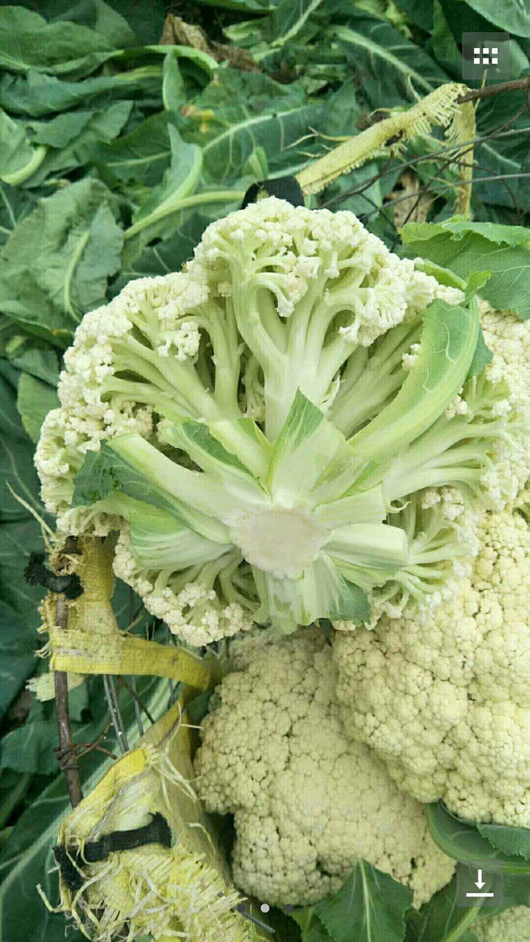 松花菜 松散 2~3斤