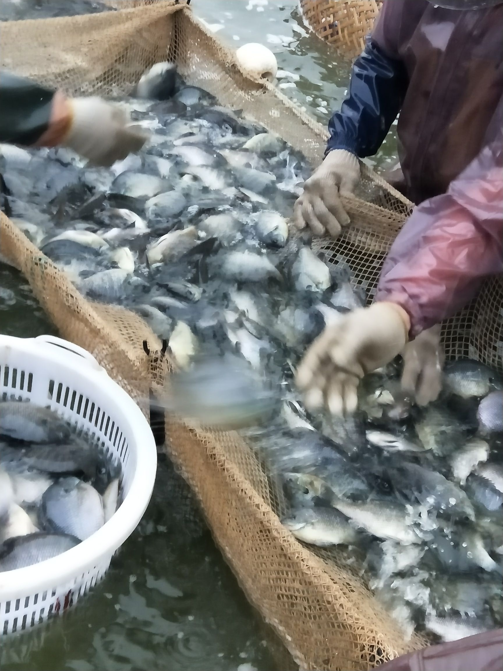 蓝鳃太阳鱼