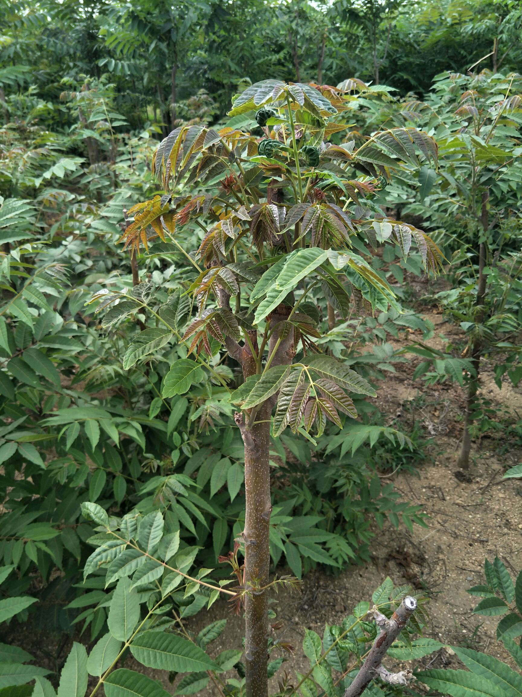 红油香椿芽 价格便宜露天种植