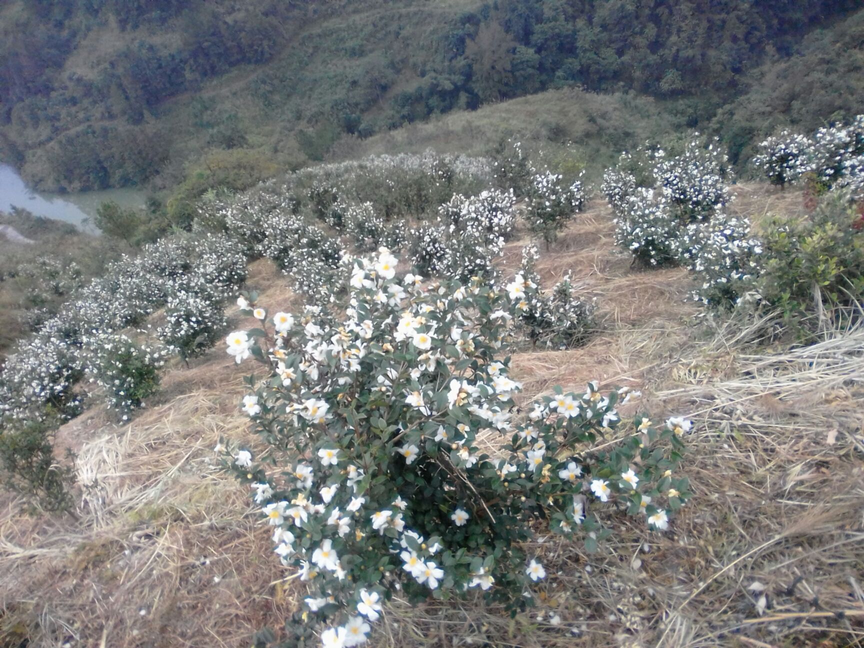 [白花山茶油批发]白花茶山茶油 价格65元/斤 惠农网