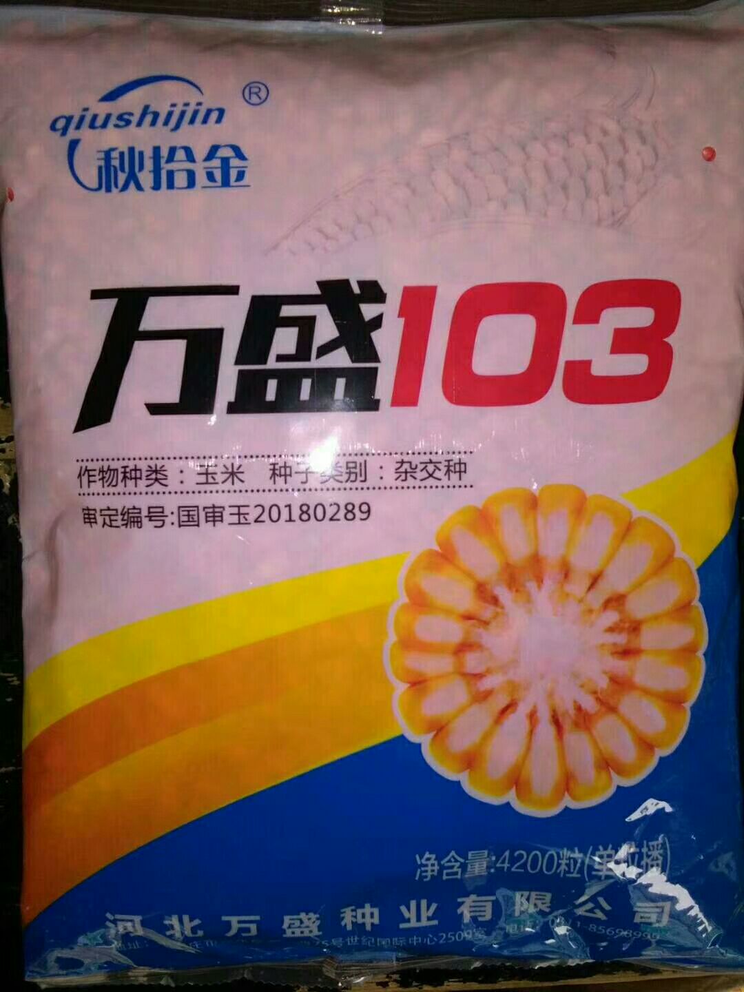 安徽宿州埇桥区玉米苗 万盛103玉米种