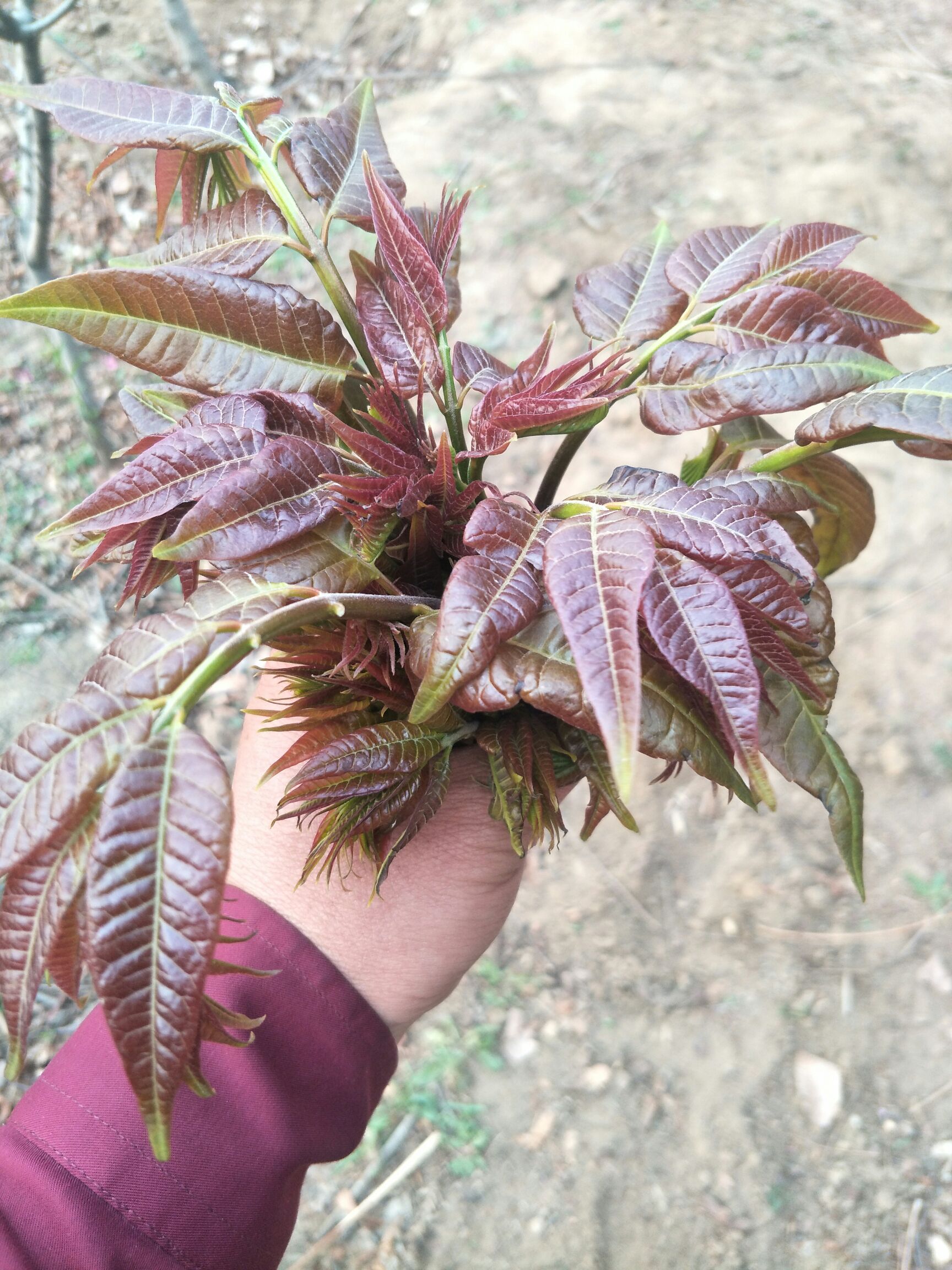 红油香椿苗 香椿苗 反季节大棚用 陆地用