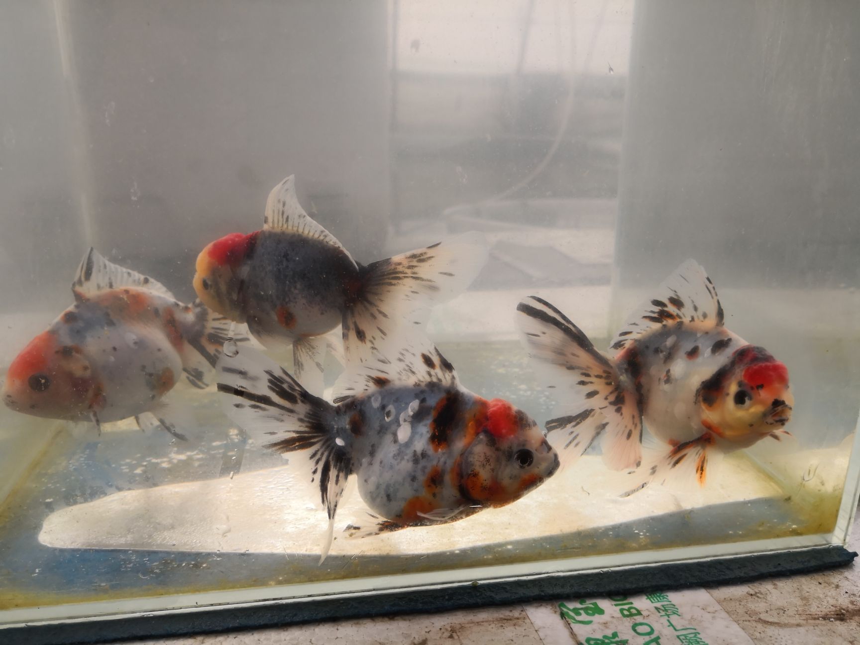 泰狮