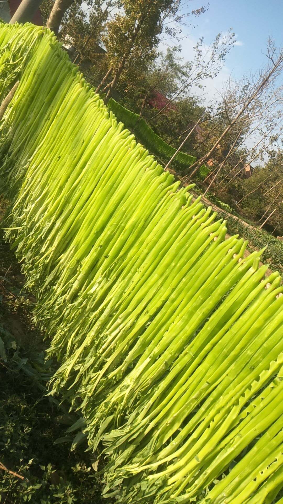 贡菜,苔菜,贡菜干,非莴笋条