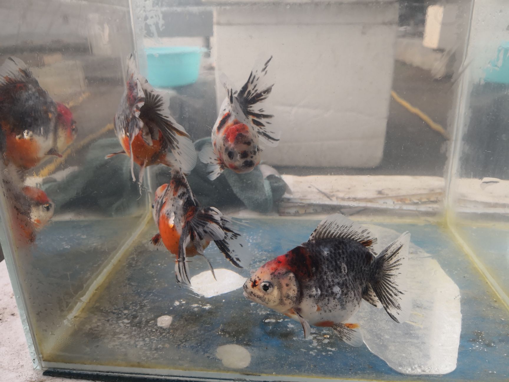 泰狮