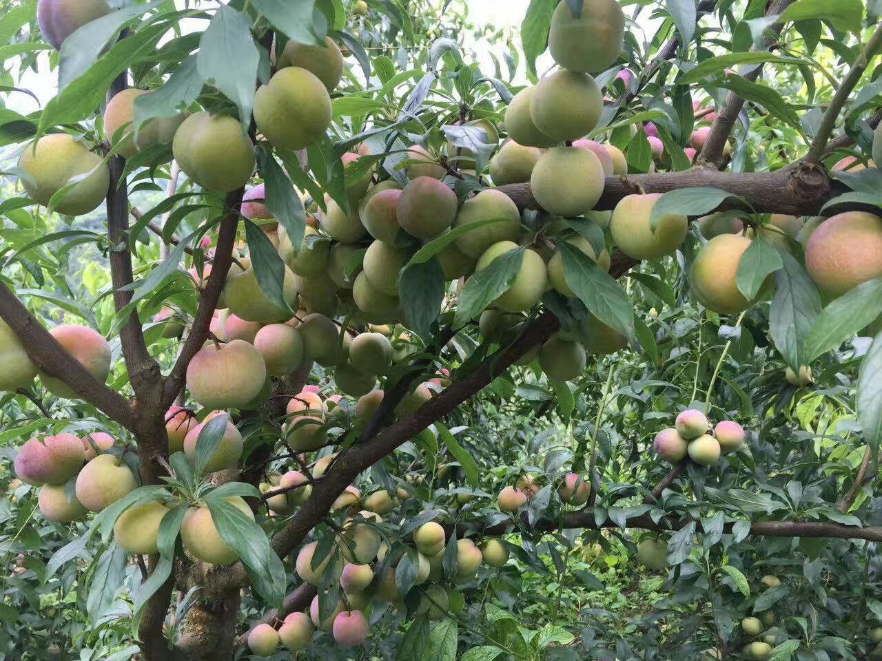 凌云牛心李地方优质特色水果