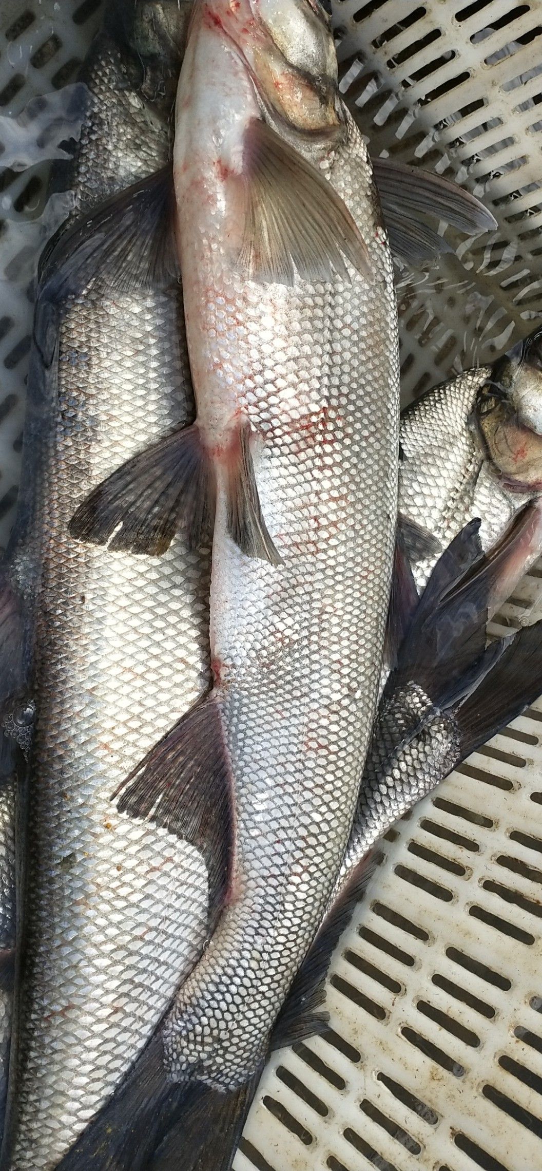 白条鱼 野生 2-3公斤