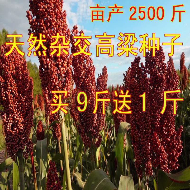 汉青种业育种基地批发高粱种子