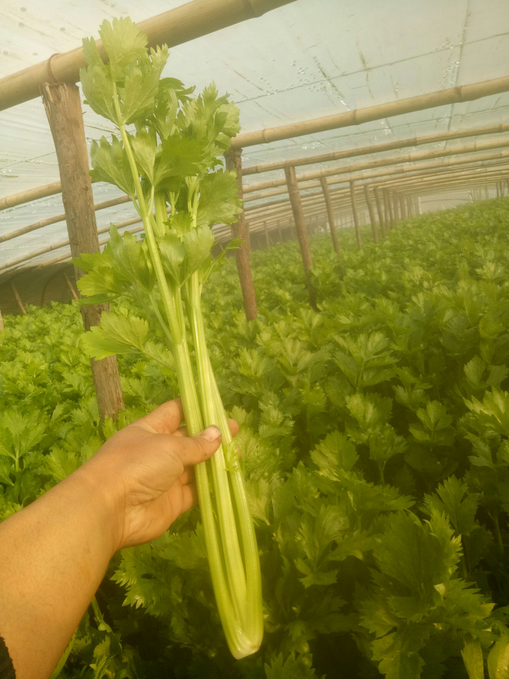 供应大厅  蔬菜 芹菜  商品详情 产区,种植基地介绍: 介绍货品产区和