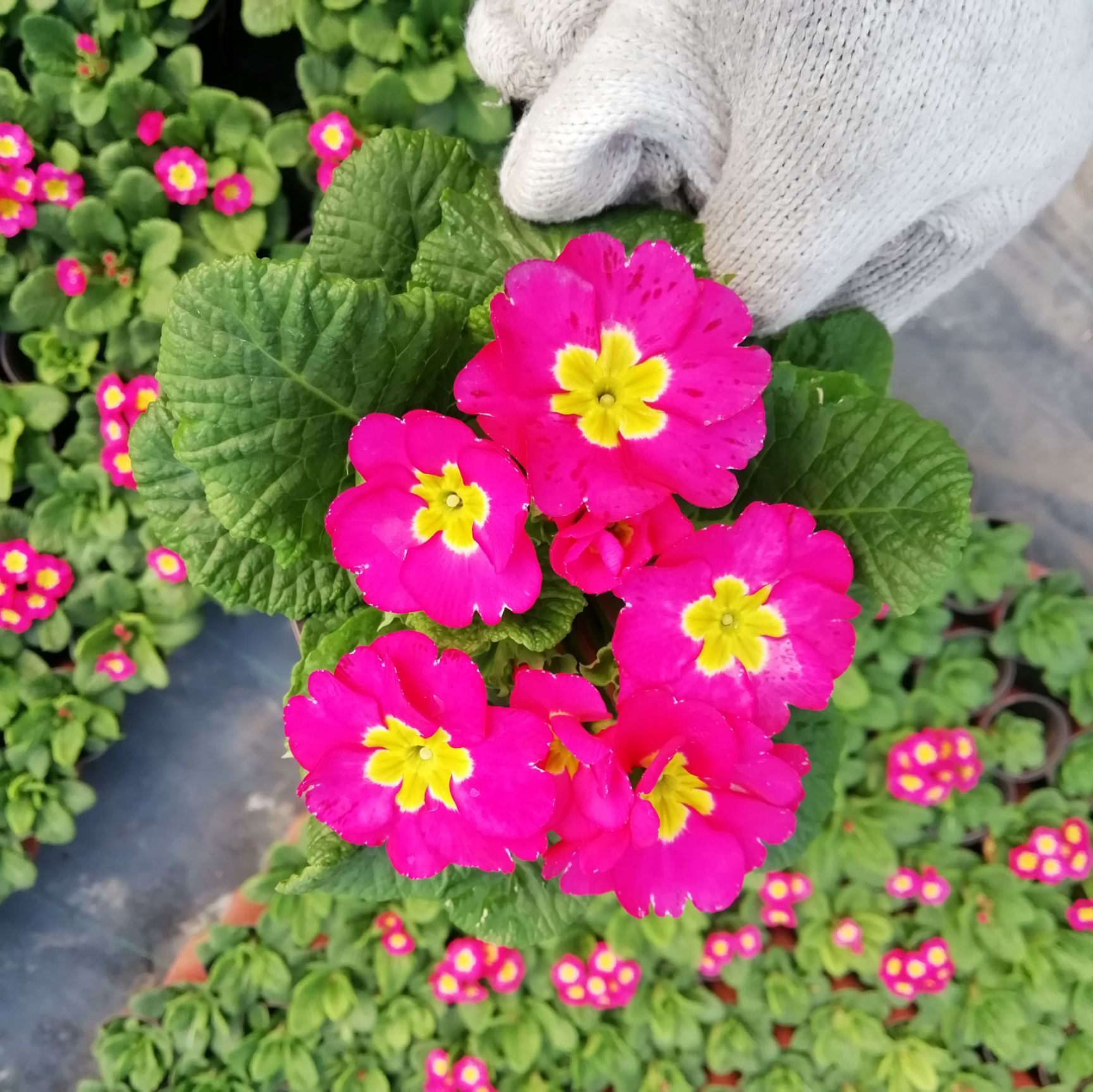 报春花种子