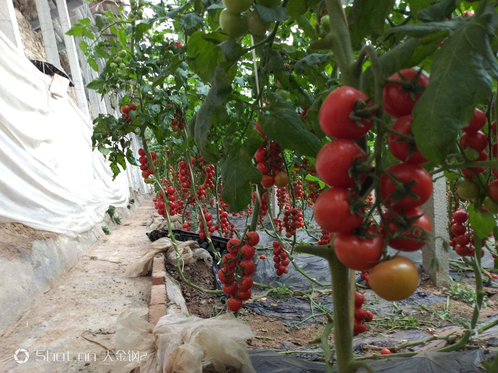 串番茄 山东寿光万亩串红番茄小柿子,种植面积大产地直供