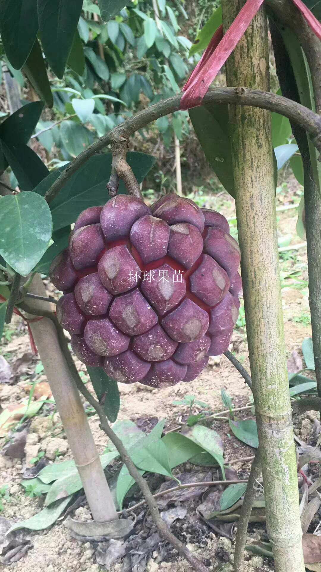 品种名:粉红黑老虎苗          布福娜(黑老虎)爬藤类果树苗