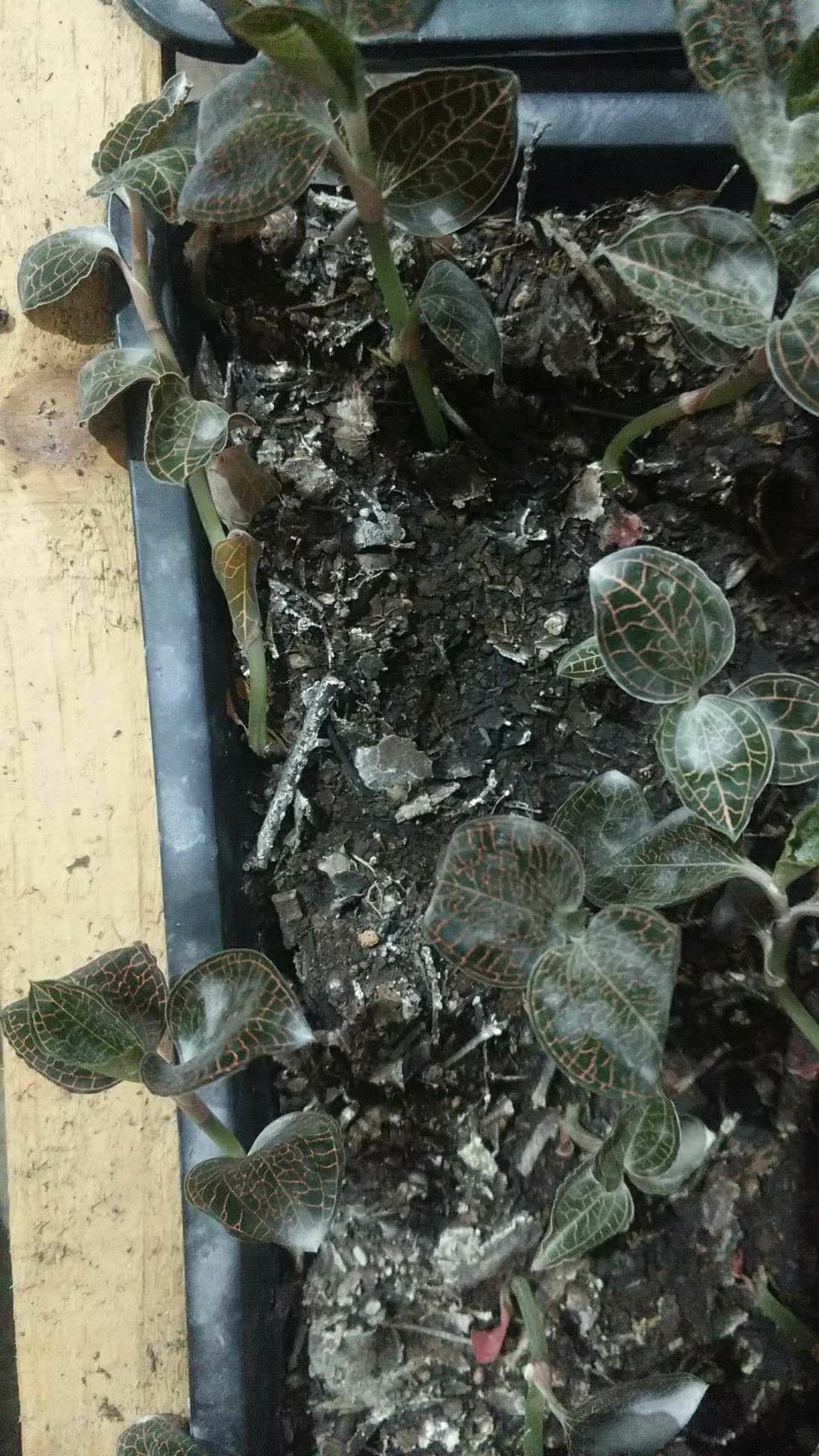 金线莲种苗 新鲜金线莲250克金线莲种苖批发一瓶起大部分地区包邮
