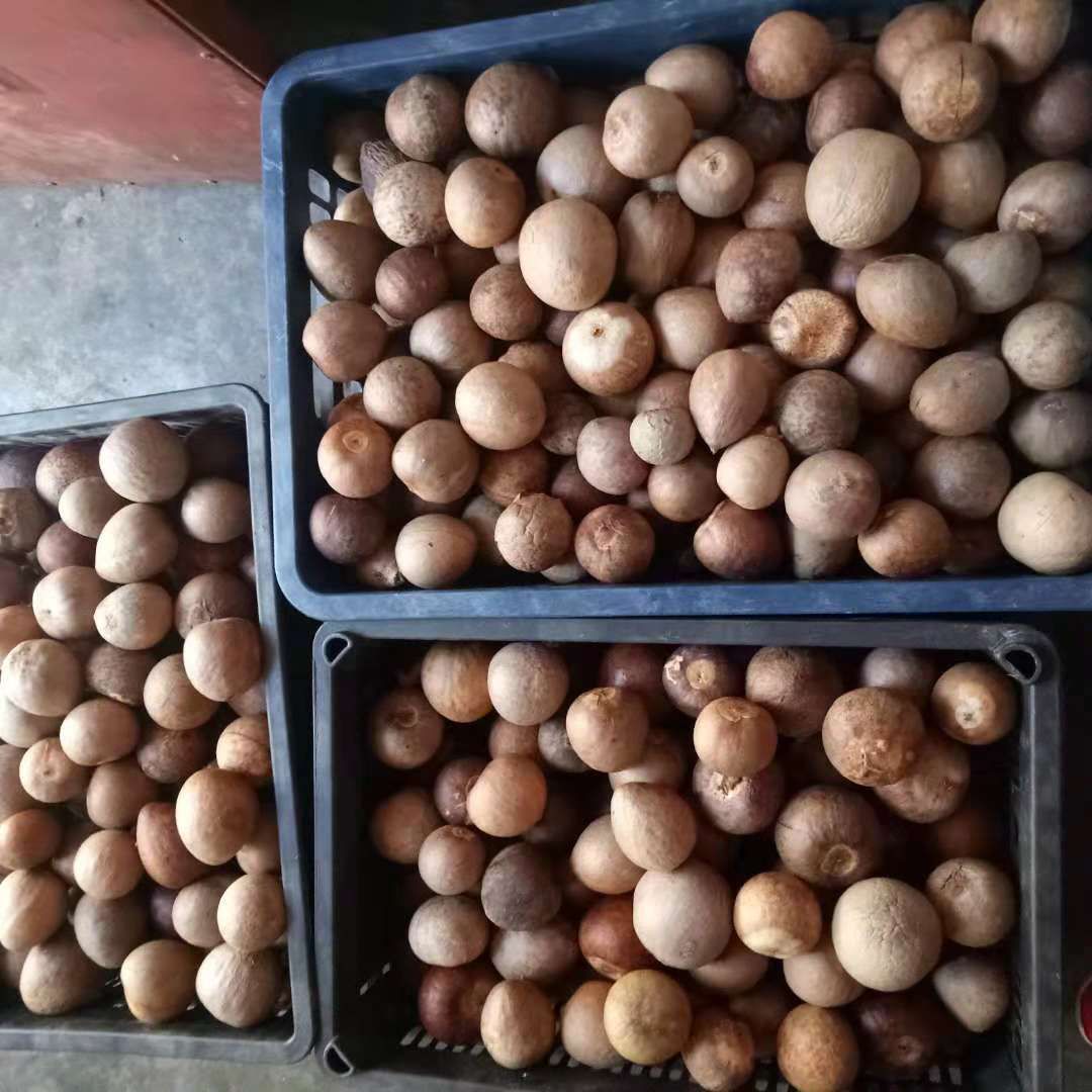 牛油果种子