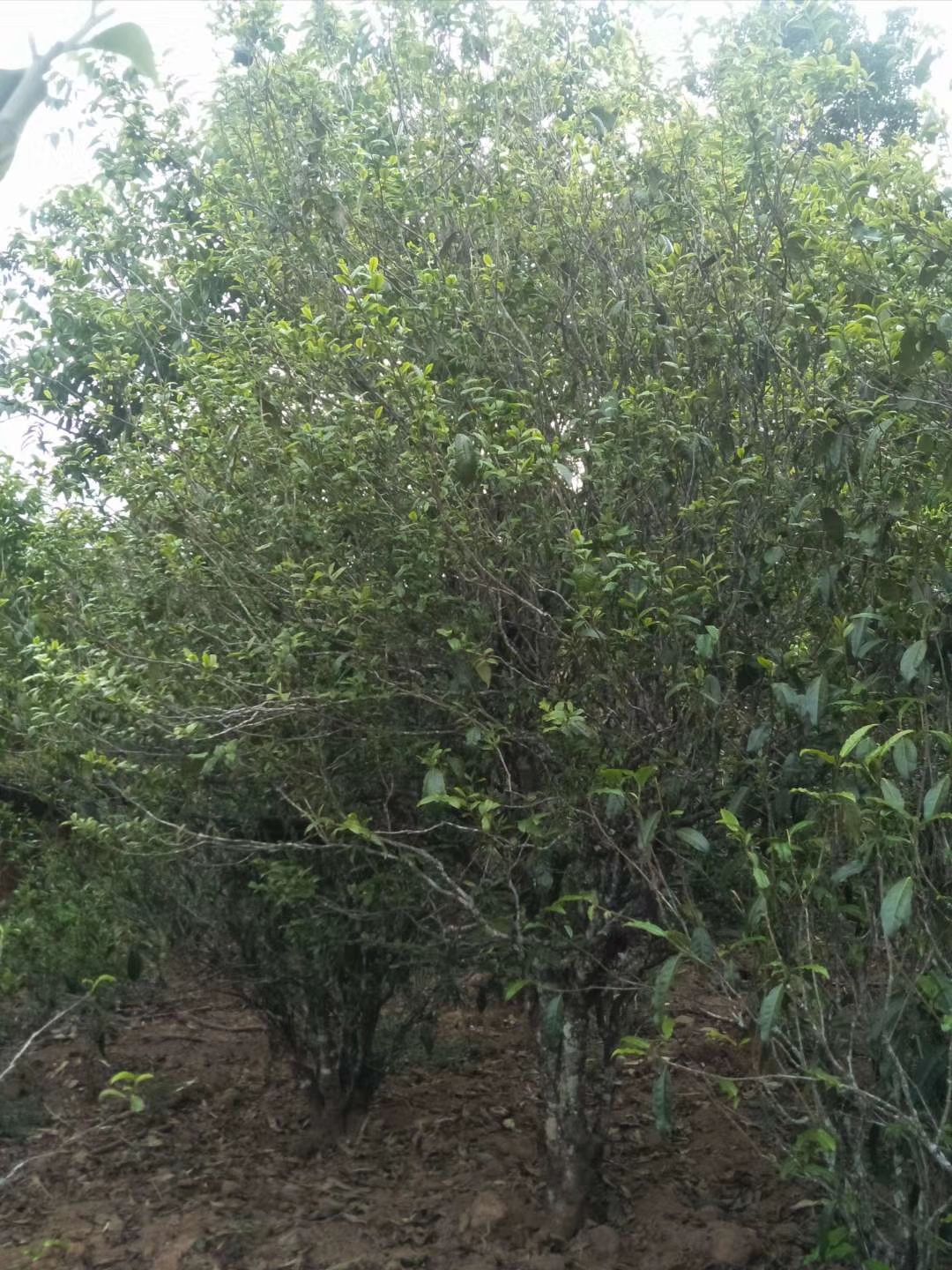 云南思茅景谷傣族彝族自治县古树普洱茶 散装