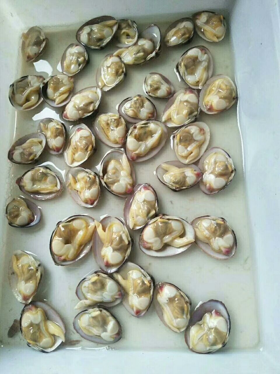 黄蚬子