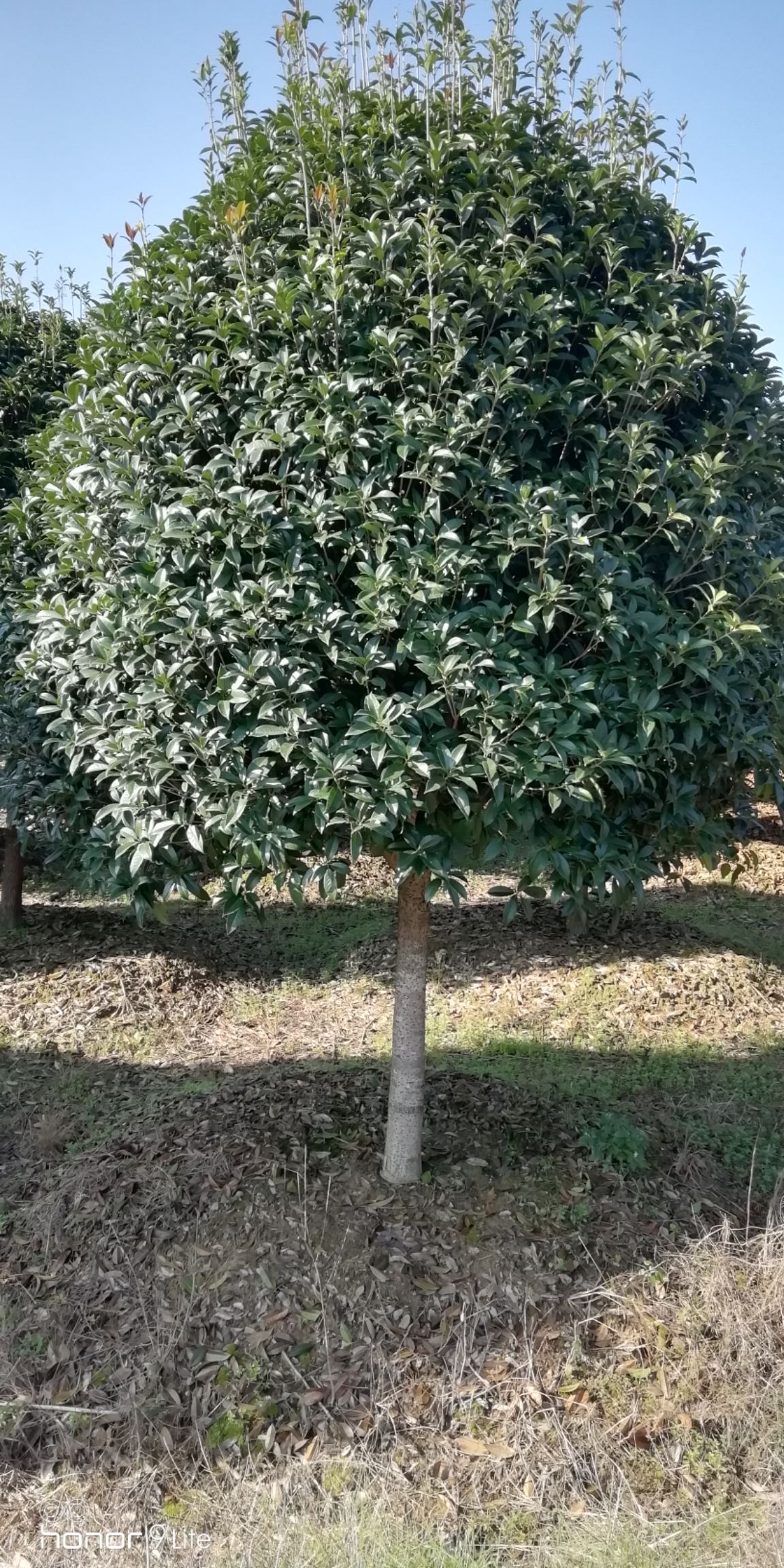 供应大厅  苗木花草  桂花树   商品属性 品种名:普通桂花树 商品详情