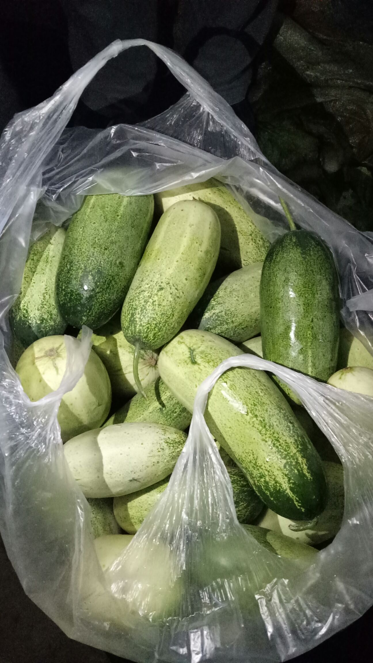 版纳山黄瓜15cm以下