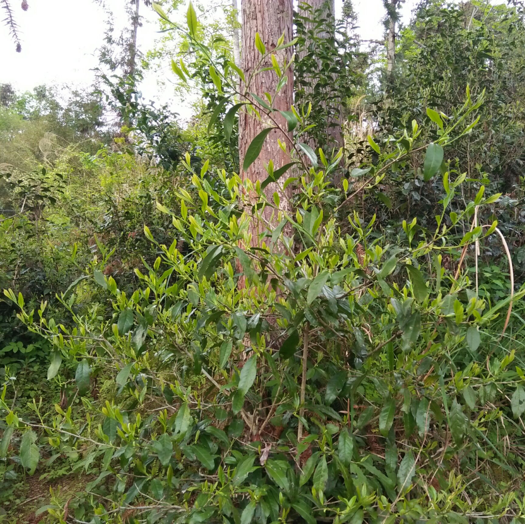 野生红茶 散装 一级 高山天然野茶