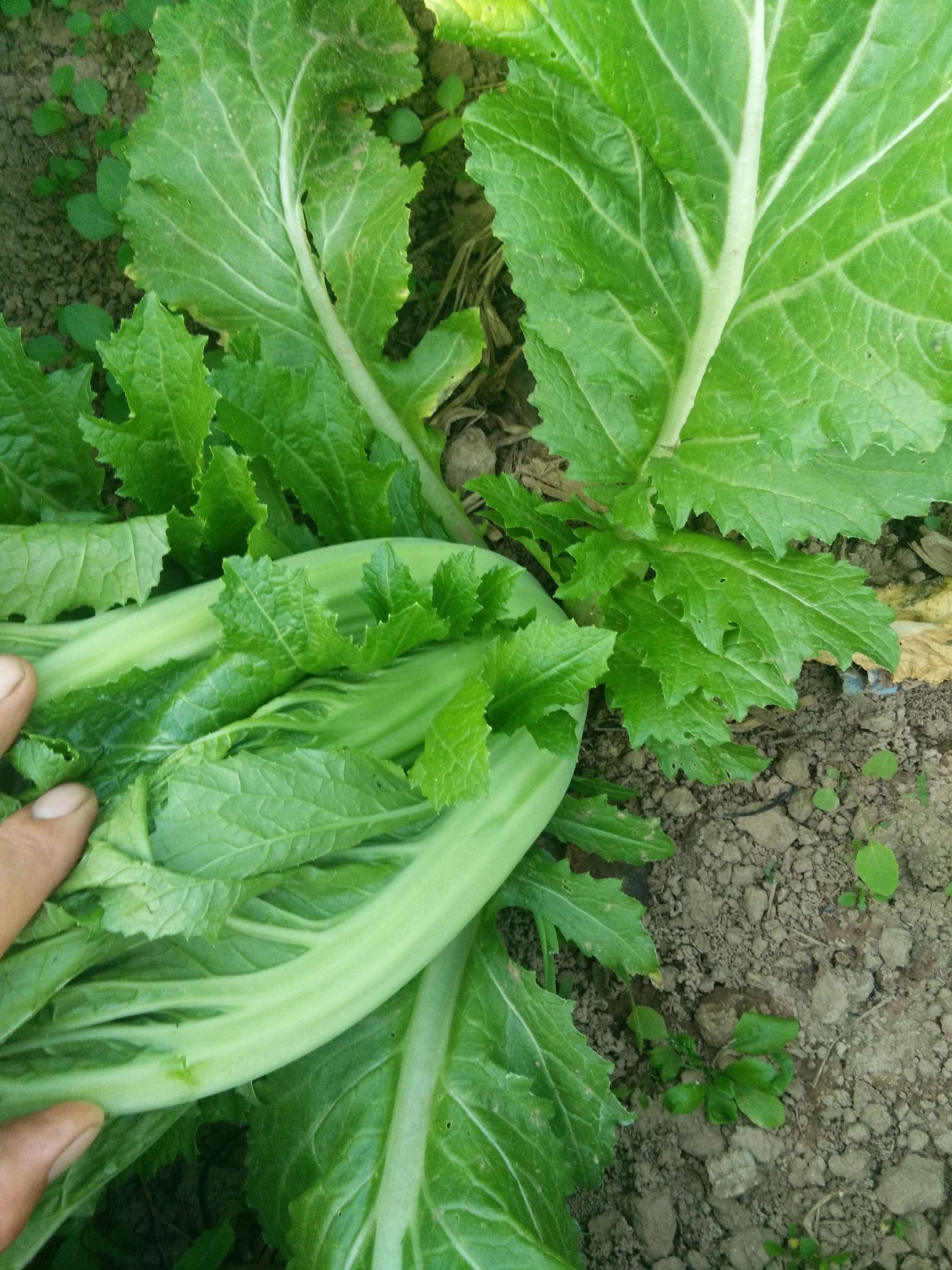 水东芥菜-茂名市正绿菜业有限公司,正绿菜业,正绿农场,茂名市正绿菜业有限公司官网-茂名市正绿菜业有限公司