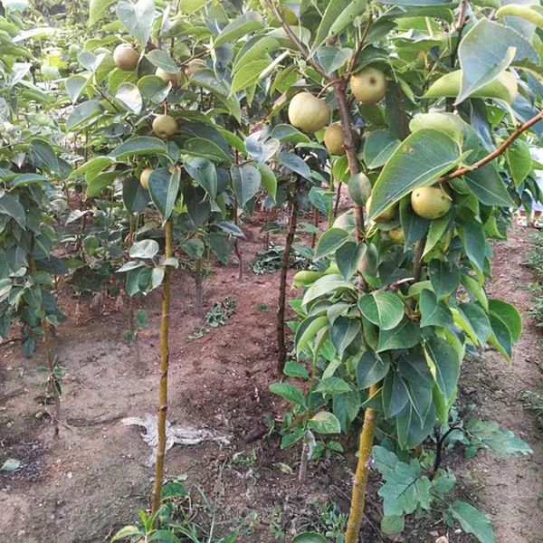 秋月梨树苗 1~1.5米