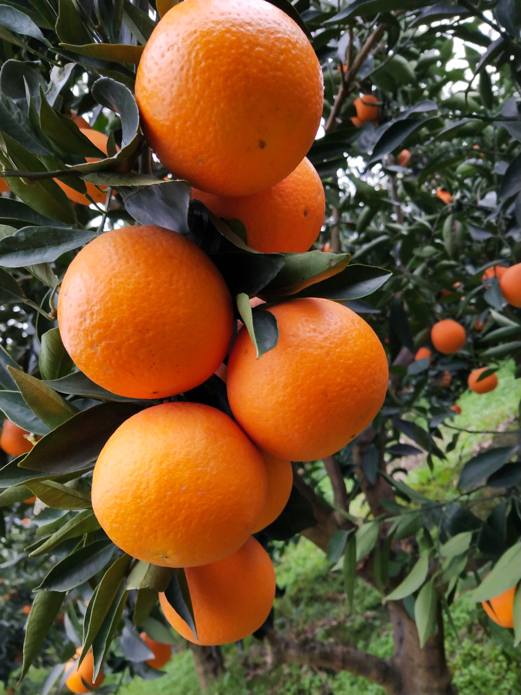商品详情 秭归脐橙产地直销大量供应,如长虹,纽荷尔,圆红,血橙等品种