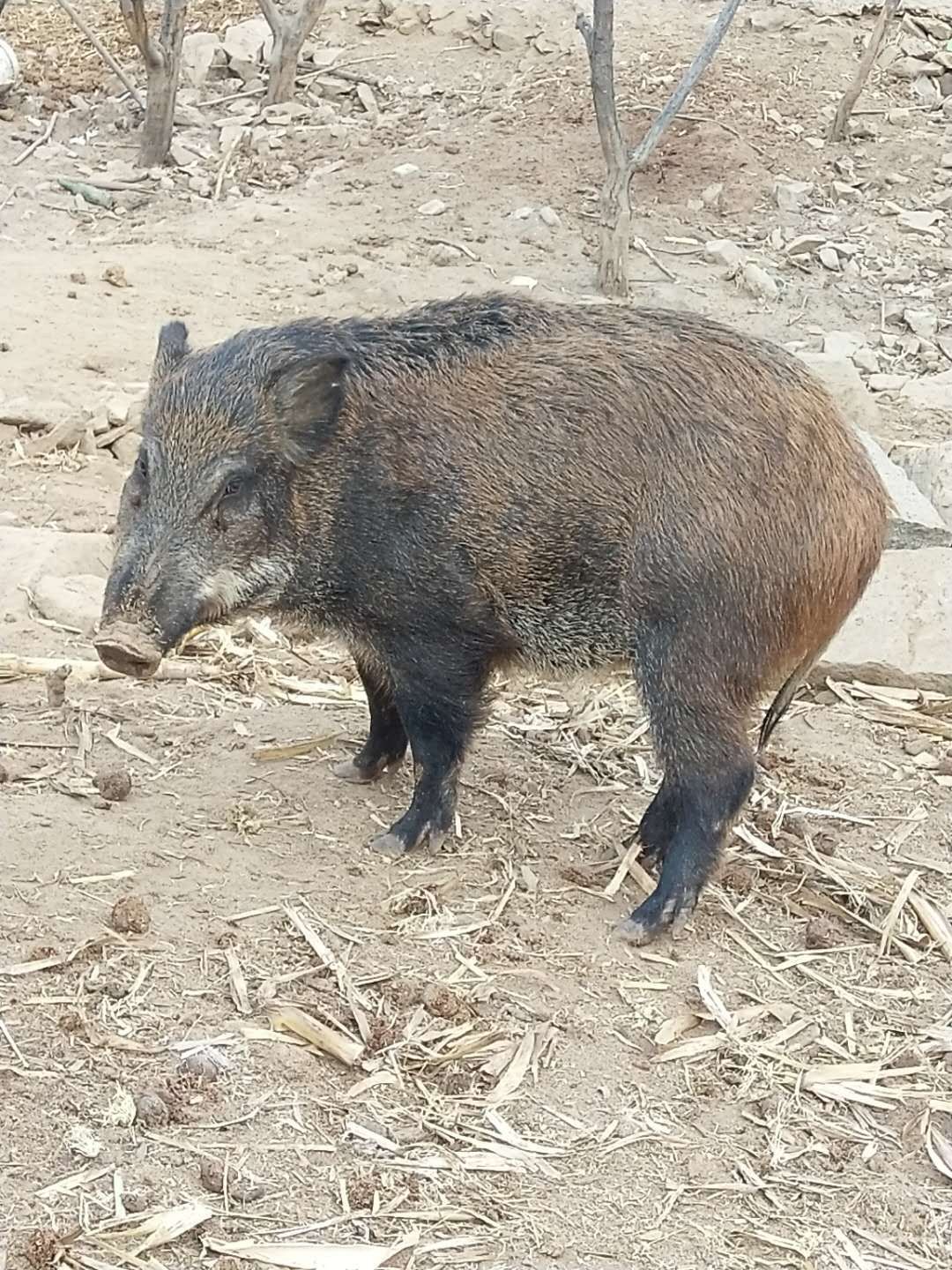 北京20-30斤生态野猪
