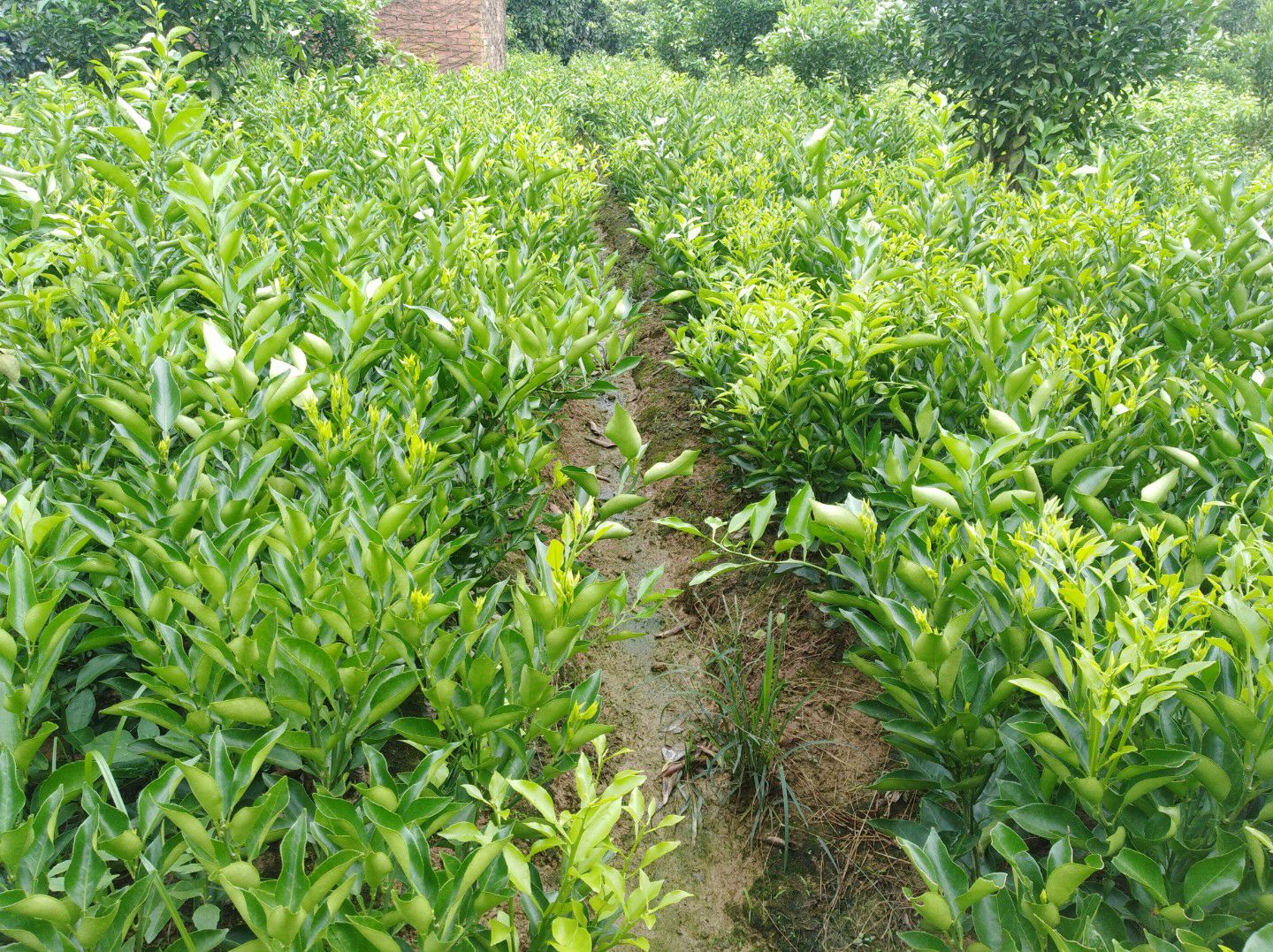 大雅柑苗 来自原产地四川蒲江县,品种纯正,假植苗可带土球,分枝6个