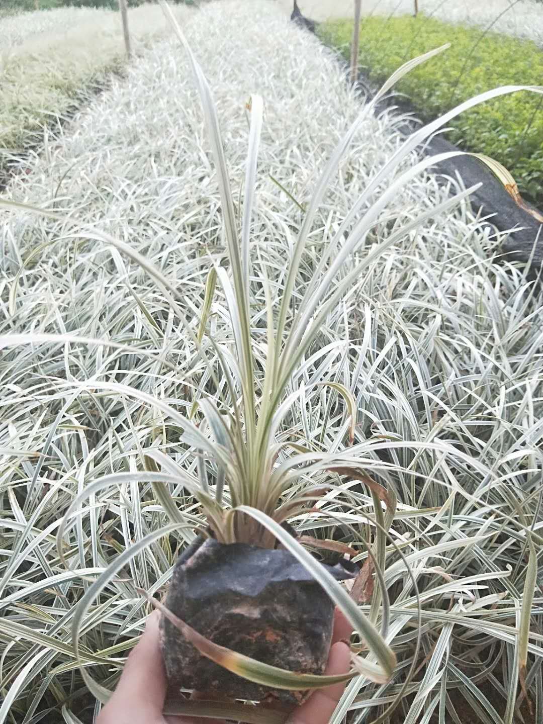 银边草,丽蚌草,银边草基地,四川银边草价格,成都银边草批发