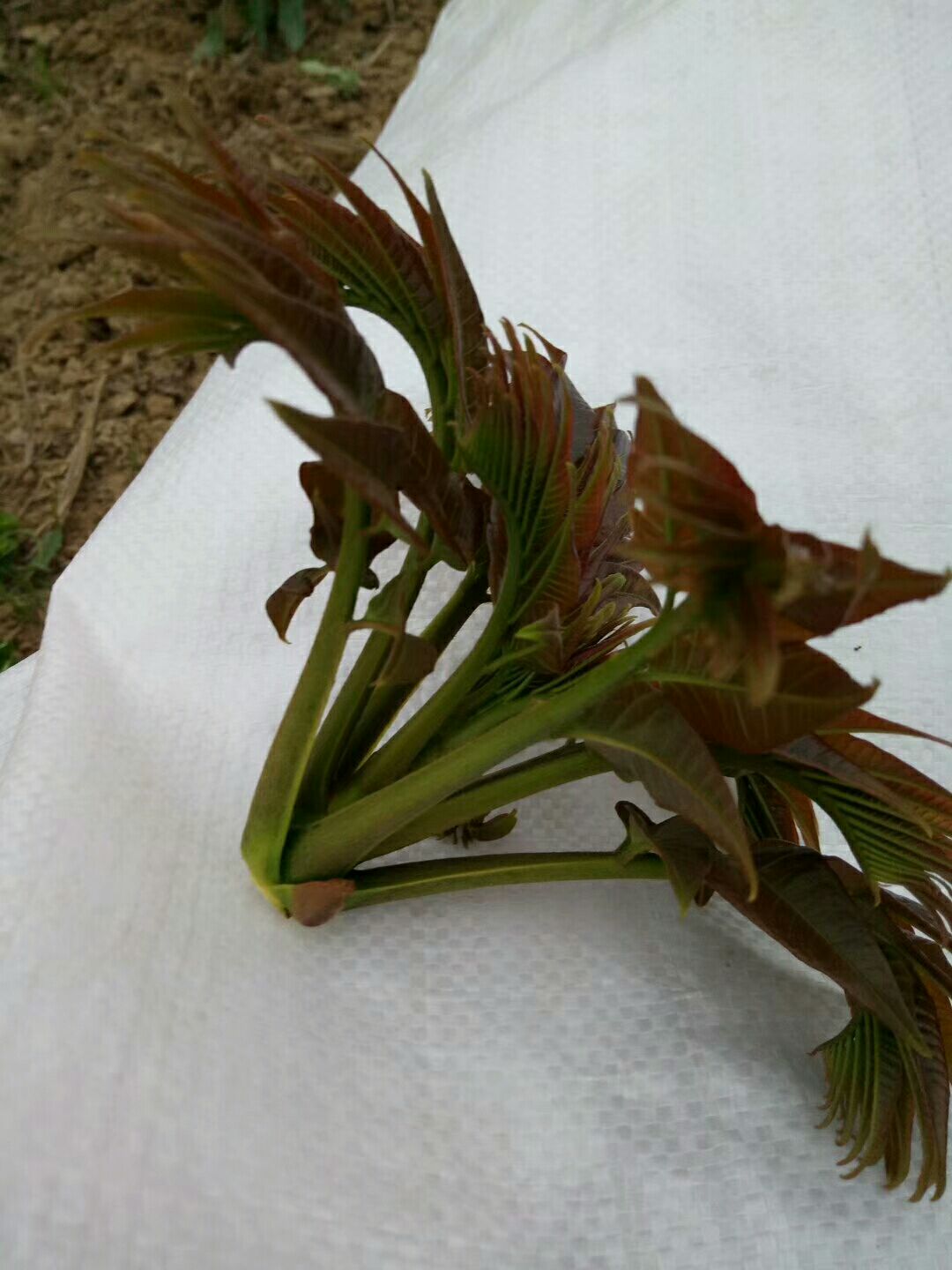 黑油香椿苗黑油椿香椿苗根繁苗