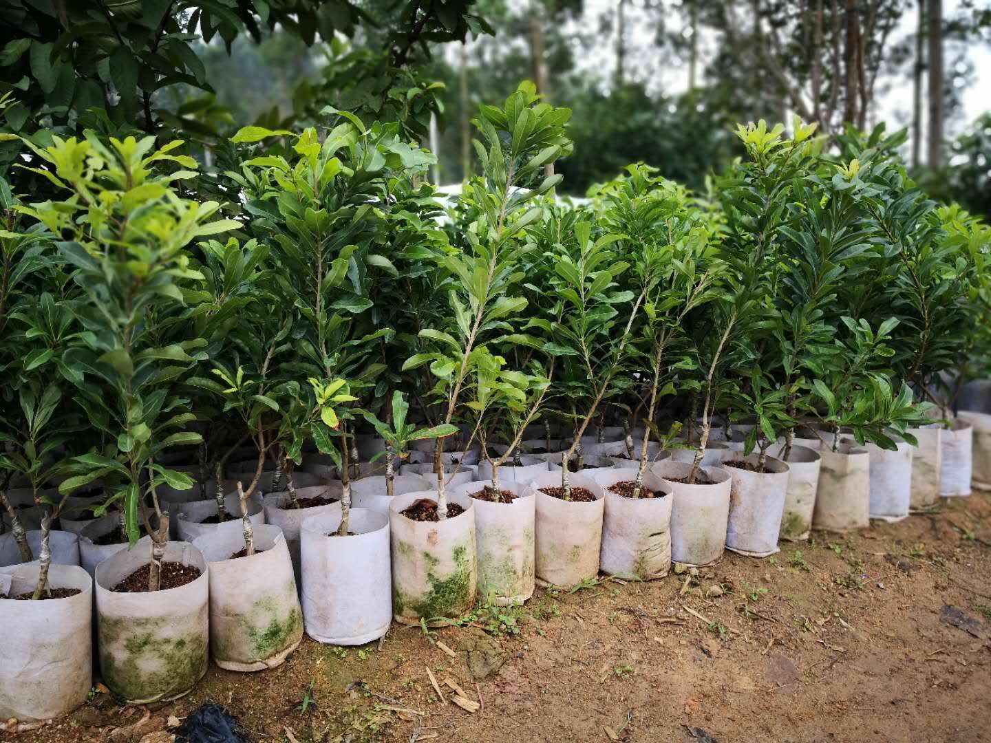东魁杨梅树苗