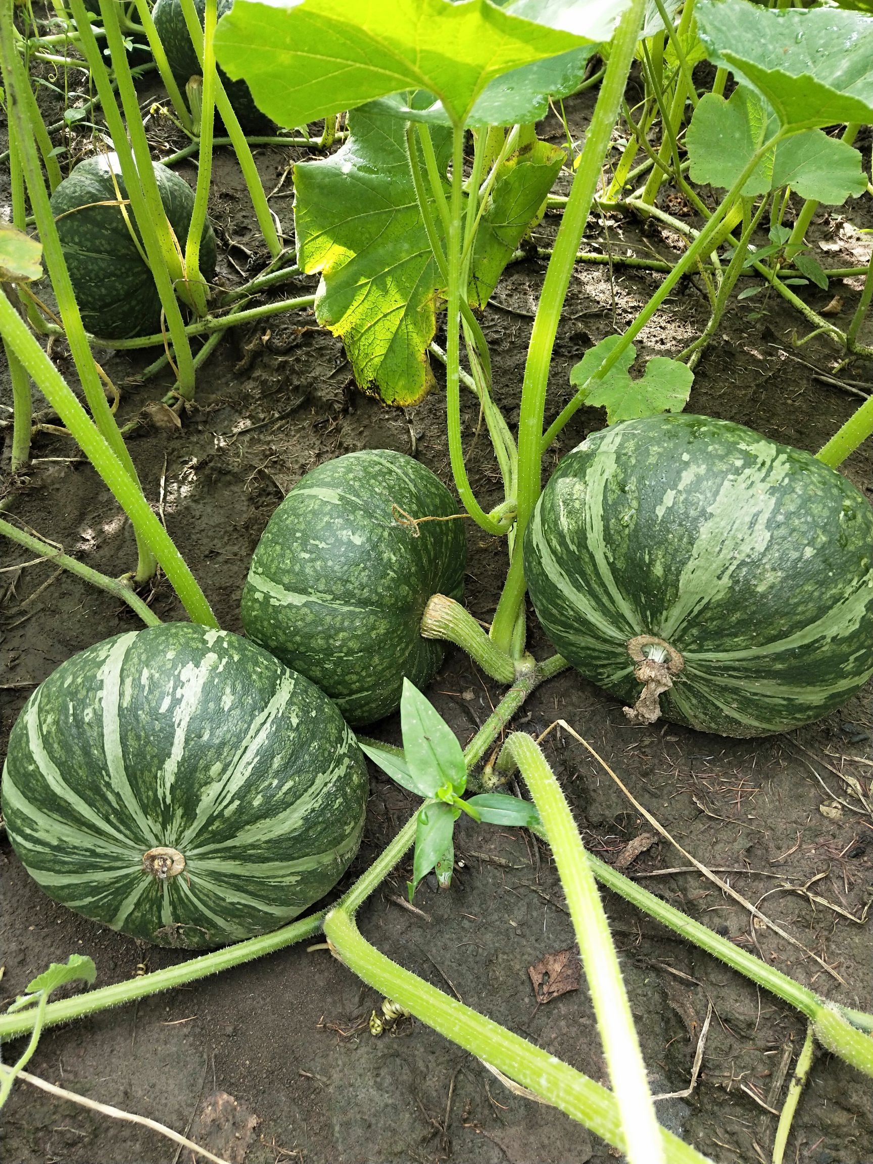 基地管理,绿色食品,农残严格控制,内行一看便知南瓜品质