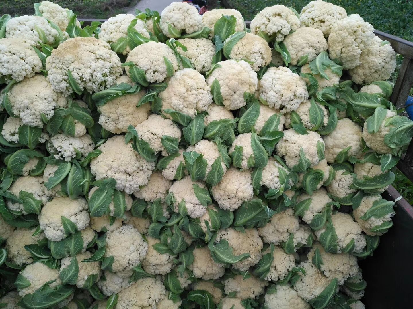 白花菜 青梗散花