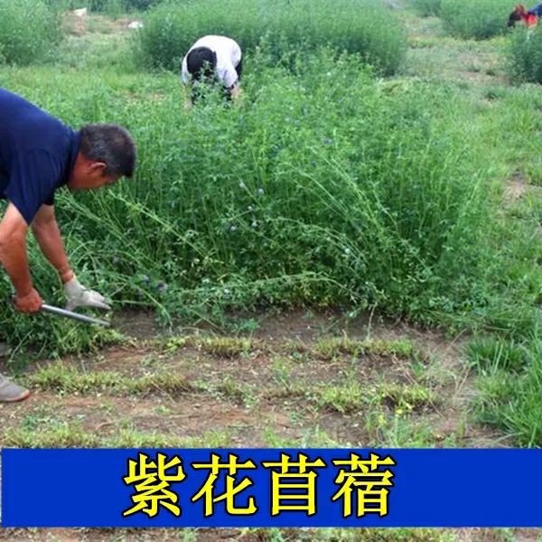 紫花苜蓿种子 新品鸭鸡猪鹅兔子牧草